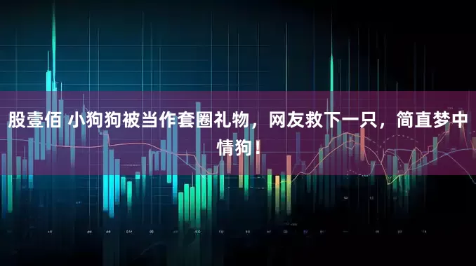 股壹佰 小狗狗被当作套圈礼物，网友救下一只，简直梦中情狗！